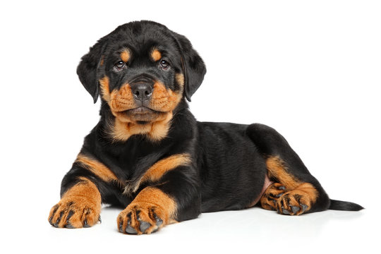Rottweiler puppy India